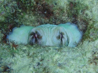 「タコ」のサムネイル画像