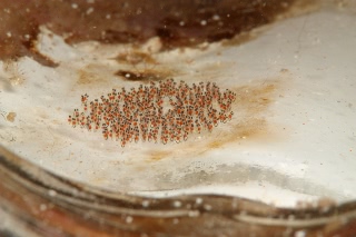 「ナカモトイロワケハゼ」のサムネイル画像