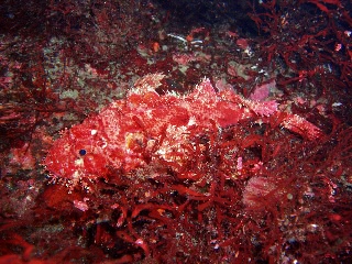 「オニカサゴ」のサムネイル画像