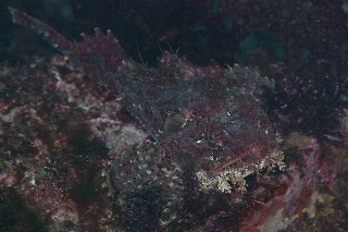 「ケムシカジカ」のサムネイル画像