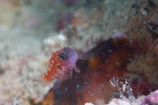 「チゴベニハゼ(Red Pygmy-goby)」のサムネイル画像