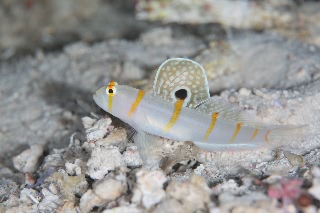 「ニチリンダテハゼ(Randall's prawn-goby)」のサムネイル画像