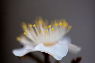 「ウメ」のサムネイル画像