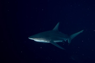 「カマストガリザメ(Blacktip shark)」のサムネイル画像
