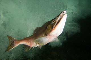 「カラフトマス(アオマス,セッパリマス,ピンクサーモン)」のサムネイル画像