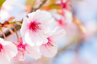 「カンザクラ(寒桜,アタミザクラ,熱海桜)」のサムネイル画像