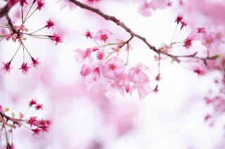 「ヨコハマヒザクラ(横浜緋桜)」のサムネイル画像