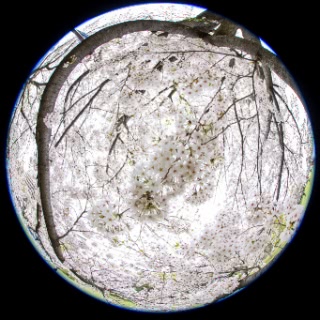 「ソメイヨシノ(染井吉野)」のサムネイル画像