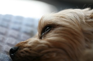 「ヨークシャー・テリア(Yorkshire Terrier)」のサムネイル画像