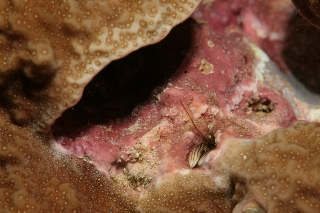 「カンザシヤドカリ(Coral Hermit Crab)」のサムネイル画像