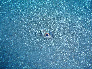 「ハナアナゴ」のサムネイル画像