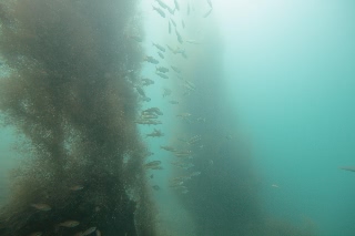 「メバル」のサムネイル画像