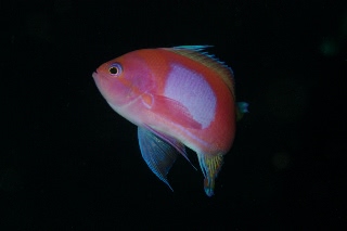 「スミレナガハナダイ(サロンパス)」のサムネイル画像