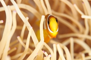 「クマノミ(Anemonefish)」のサムネイル画像