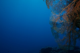 「無題」のサムネイル画像