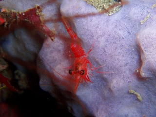 「アカネサラサエビ」のサムネイル画像