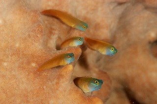 「yellow-eyed combtooth blenny」のサムネイル画像