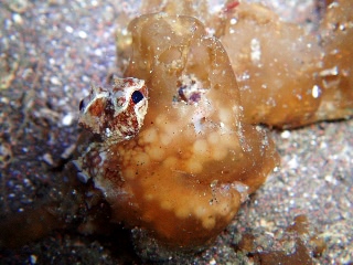 「フクロノリに隠れるタコさん」のサムネイル画像