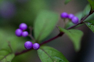 「ホトトギス属の仲間」のサムネイル画像
