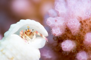 「カザリサンゴヤドカリ」のサムネイル画像