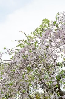 「シダレザクラ」のサムネイル画像