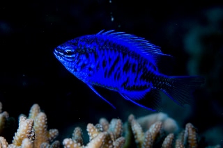 「springer's demoiselle(スプリンガーズ・ドゥモワゼル)」のサムネイル画像