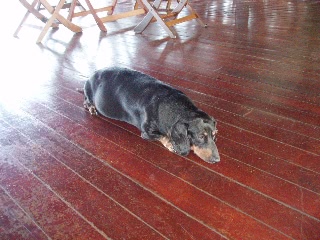 「カパライリゾートの飼い犬」のサムネイル画像