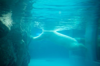 「ホッキョクグマ」のサムネイル画像