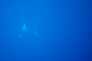 「ナンヨウマンタ」のサムネイル画像