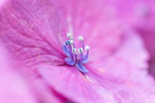 「アジサイ」のサムネイル画像