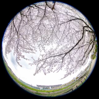 「ソメイヨシノ(染井吉野)」のサムネイル画像