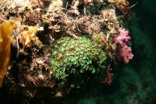 「ニホンアワサンゴ」のサムネイル画像