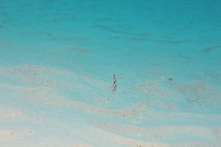 「チンアナゴ(Spotted garden-eel)」のサムネイル画像