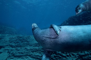 「ハワイモンクアザラシ(Hawaiian monk seal)」のサムネイル画像