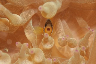 「クマノミ(Anemonefish)」のサムネイル画像