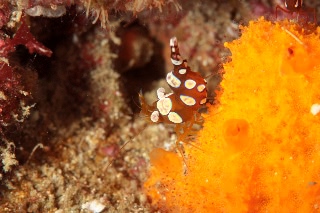 「イソギンチャクモエビ」のサムネイル画像