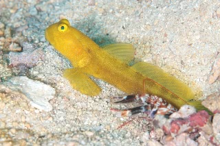 「black shrimpgoby(ブラックシュリンプゴビー)」のサムネイル画像