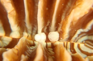 「ヒメイソギンチャクエビ(Popcorn shrimp,ポップコーンシュリンプ)」のサムネイル画像