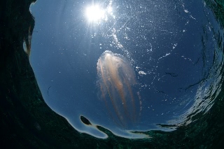 「ツノクラゲ」のサムネイル画像