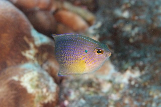 「クロメガネスズメダイ」のサムネイル画像