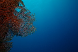 「無題」のサムネイル画像