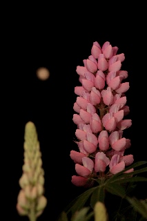 「ルーピン（ルピナス）・ラッセル・ミックス(Lupin)」のサムネイル画像