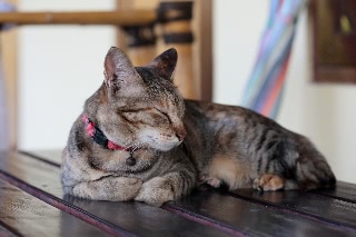 「ネコ」のサムネイル画像