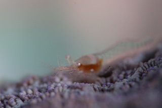 「ヒメイソギンチャクエビ(Popcorn shrimp,ポップコーンシュリンプ)」のサムネイル画像