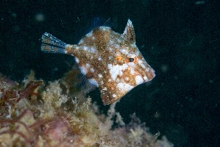 「無題」のサムネイル画像