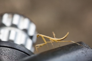 「カマキリ」のサムネイル画像