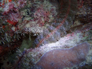「トゲオオイカリナマコ」のサムネイル画像