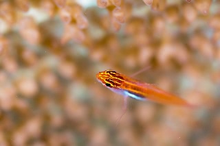 「シロオビイソハゼ」のサムネイル画像