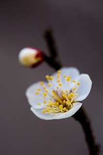 「ウメ」のサムネイル画像