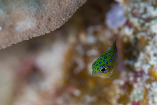 「ルリホシスズメダイ」のサムネイル画像